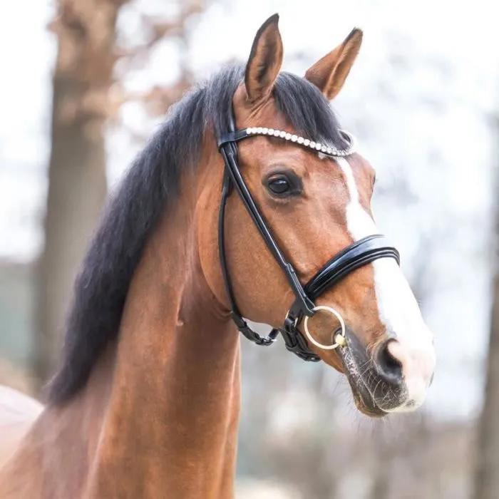 kavalkade bridle florina kavalsh4 full black